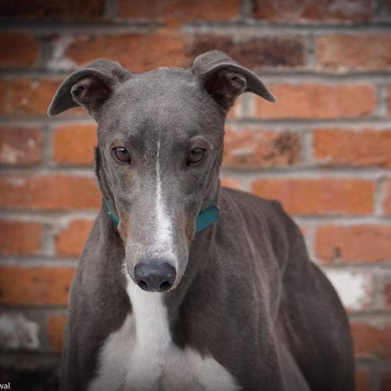 🚲🚲**TOUR OF BRITAIN CYCLE RACE TODAY 3.9.23**🚲🚲

New arrival 3 year old JUMBO 
has the same name as sponsors of the Dutch World Tour Cycling team, passing kennels this afternoon!

#makantsgreyhoundrescue  #tyldesley #tourofbritain2023 @jumbovisma_road #teamjumbovismacycling