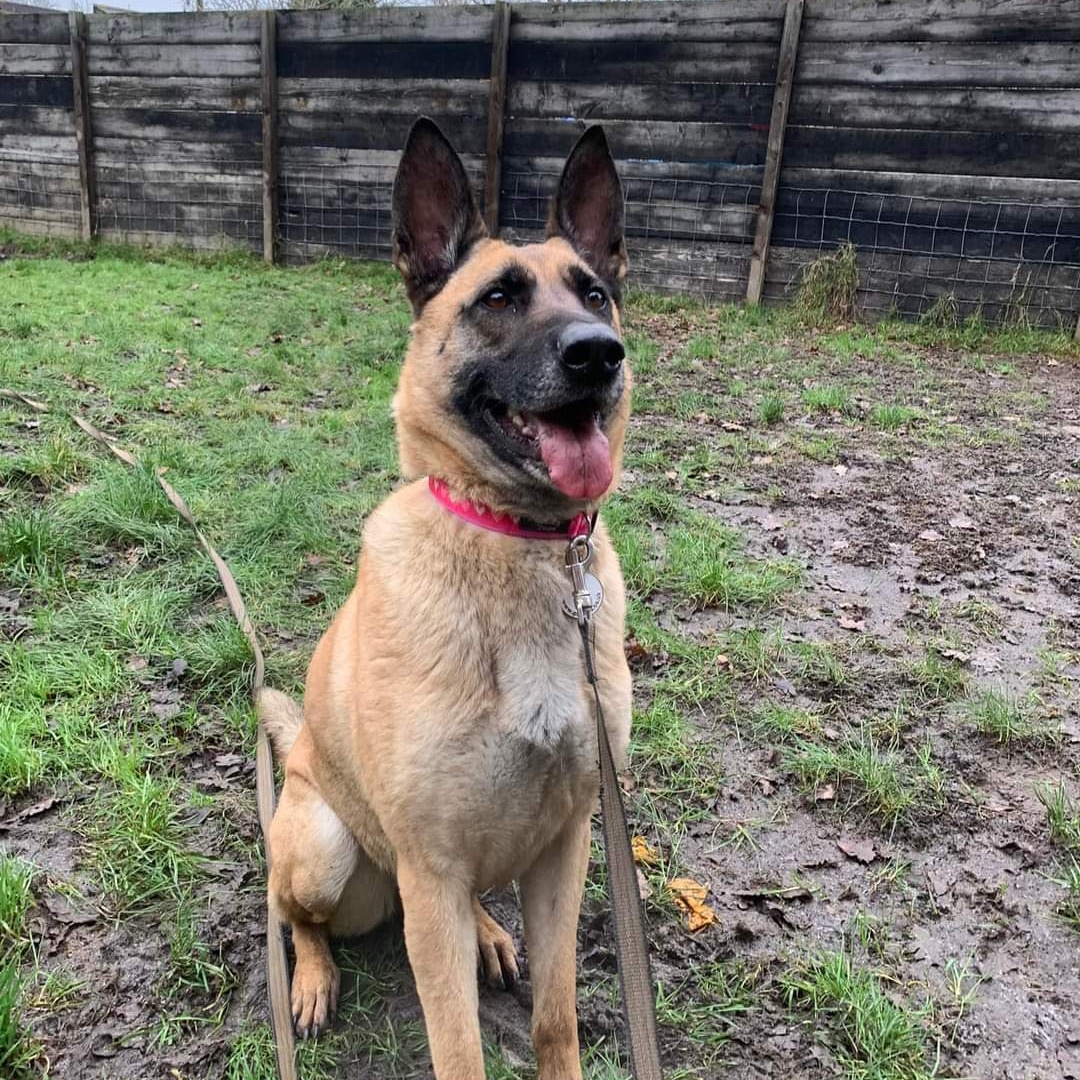 gsrescueelite's tweet photo. Kola from the #Cornwall kennels is popping in for #SeniorSunday this week, Kola is 8yrs old and she can live with older kids and other #dogs
#GermanShepherd #Sunday #sundayvibes https://t.co/4d13XDDmTa