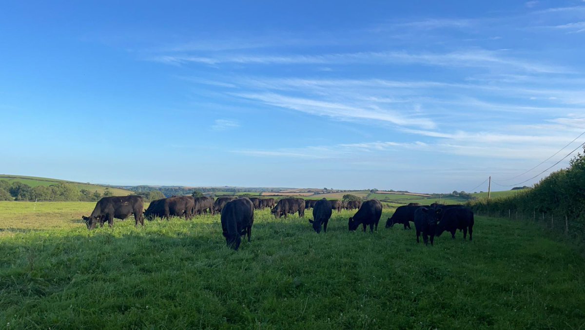 HallidayLou's tweet photo. Aberdeen Angus cattle grazing in the September sunshine. Looks like it could be a sunny September ☀️.

#cattle #aberdeenangus #grazing #grass #sunshine #September #Cornwall #farming #backbritishfarming https://t.co/LsHJJZtAZ5