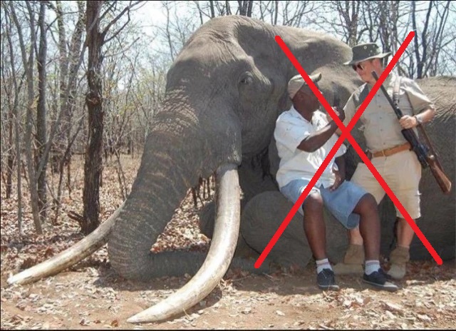 Would You Support A Global Ban on Trophy Hunting?