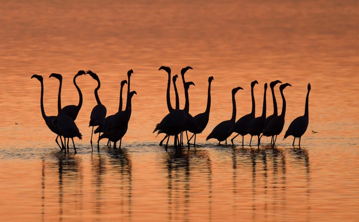 carlosromeroco's tweet photo. Uno de mis últimos trabajos "Amaneceres y atardeceres de ensueño en Doñana" en este link puedes ver un amplio reportaje 🦩🦩📸👇👇👇
https://t.co/5ymmNils2g
Más de 80 fotografías  😍😍 #Donana https://t.co/rTze5yqKpt