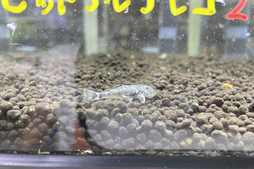 kanedai_ebina's tweet photo. 熱帯魚入荷情報！！  https://t.co/a0xC5WXy3I https://t.co/HenDsoMI7u