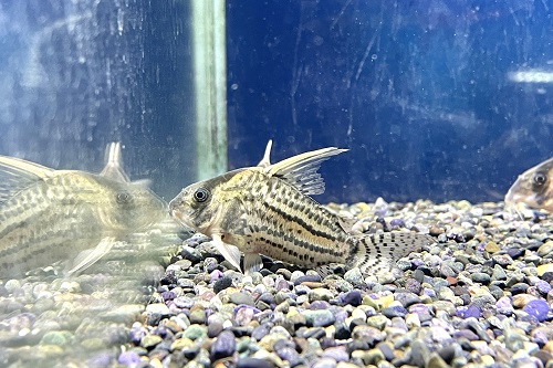 kanedai_ebina's tweet photo. 熱帯魚入荷情報！！  https://t.co/a0xC5WXy3I https://t.co/HenDsoMI7u
