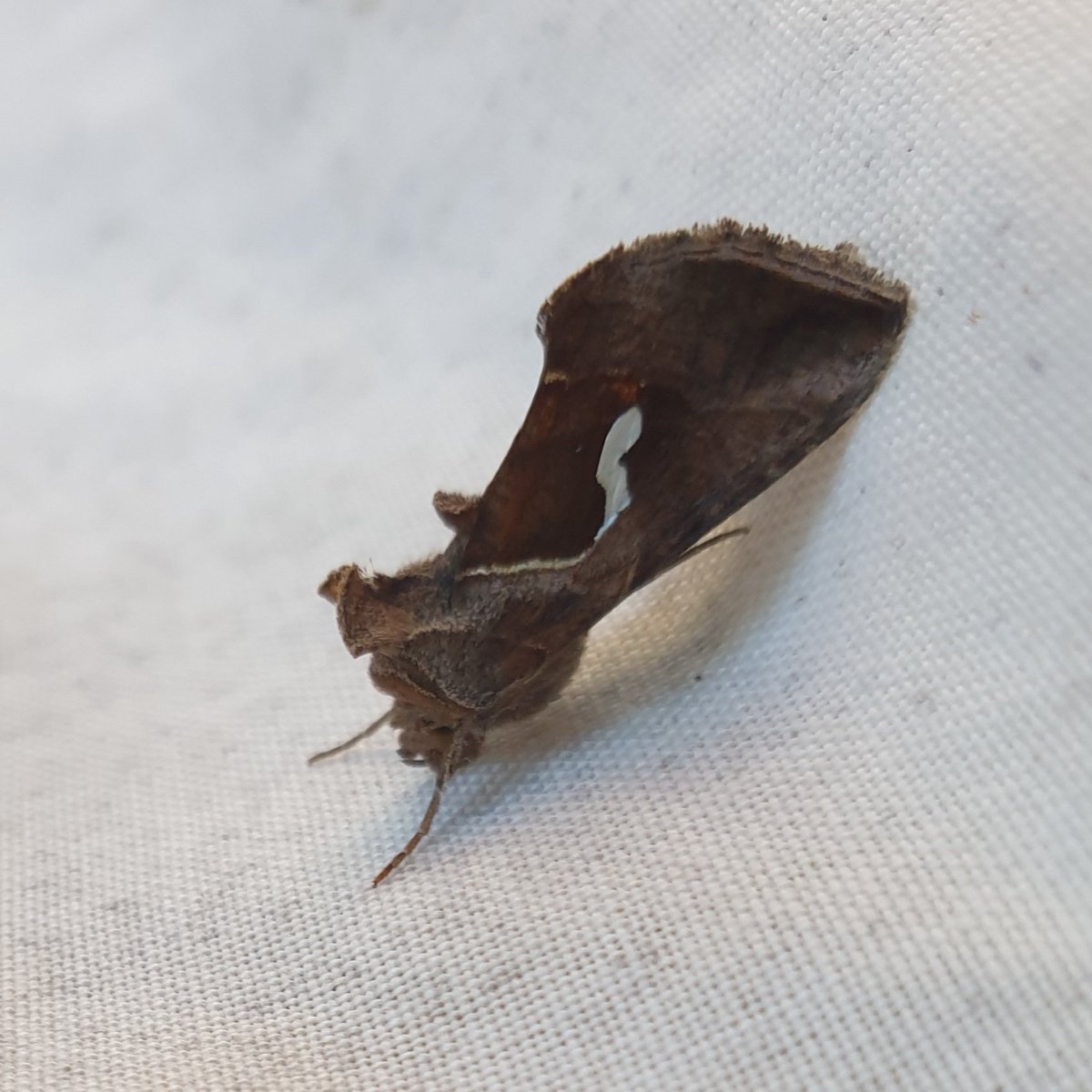 martin o'brien tweet media