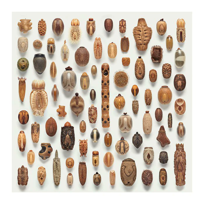 These are phasmid eggs or eggs of stick bugs.  A collection of highly detailed macro photographs celebrating the extreme diversity in nature. 

Each of the 70 species produces an egg that is unique in shape and design.

[📹 Levon Biss]
