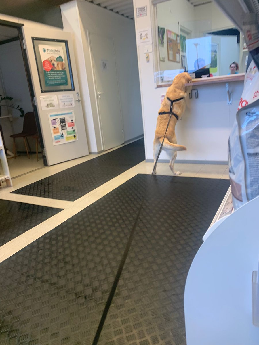 jarijaskari's tweet photo. Koira eläinlääkärissä.

Tällä viikolla iloa toi innokas koiramme eläinlääkärissä.

"Rohkeasti vaan" taitaa olla koiramme elämänohje. 

Kannattaa oppia myös eläimiltä. https://t.co/63yQKEAuzA