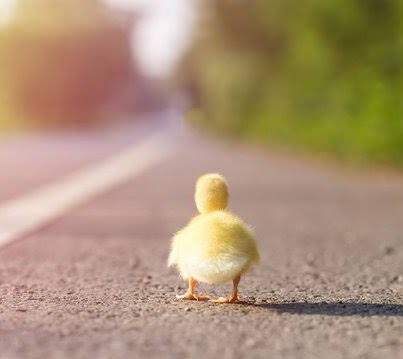 jiminducks's tweet photo. tiny duckie big world 🐥 https://t.co/XLRyajO4fq