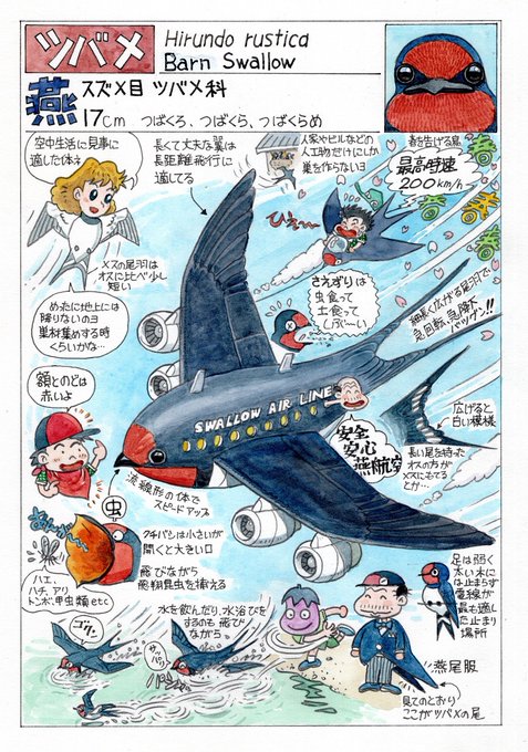 今日のオマケは「ツバメ」。 