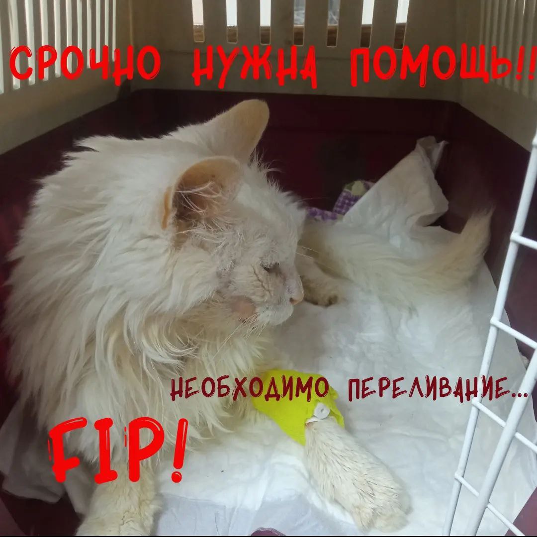 smth_in_toxic's tweet photo. 🆘СРОЧНЫЙ СБОР НА ЛЕЧЕНИЕ КОТА❗

Кот Ковёр был предательски выброшен в критическом состоянии. Вес меньше 3кг, когти удалены😢

По результатам обследований срочно требуется переливание крови!

💸 К сбору: 17000 руб
2202 2056 2131 5727 Сбер
89295942138 Наталья

#что_то_на_пушистом https://t.co/2AyhjgECnz