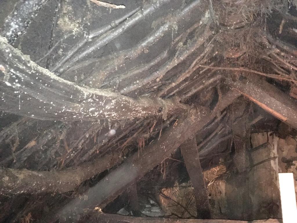 thatchertaggart's tweet image. "Thatching Services = Carpenter to an English Thatcher who ripped off Ancient Irish Bog Oak #Scraw roof structure &amp;amp; replaced with modern timber no heritage thatched roof, all paid for by @CommunitiesNI #HEDNI &amp;amp; buildingsofireland.ie advertising him as a #thatcher @NIAH_Ireland