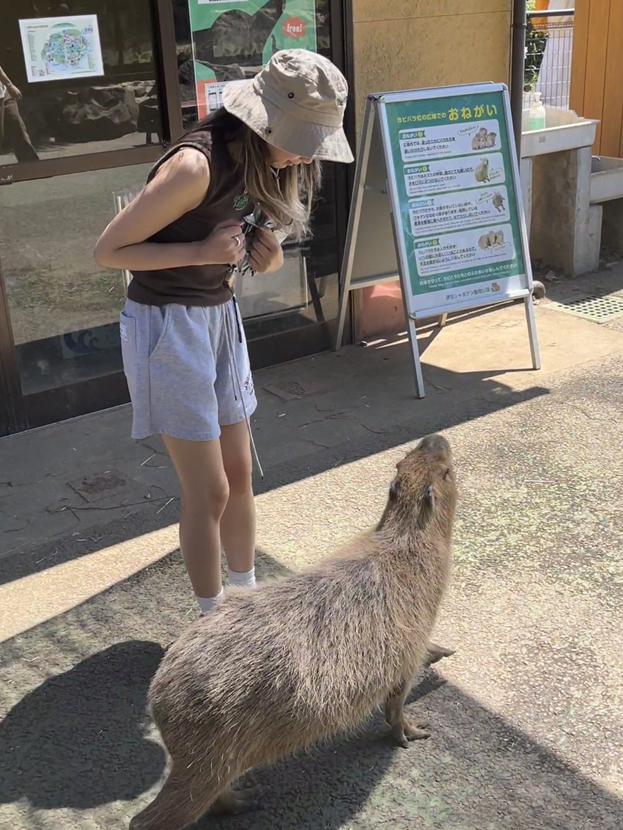 sakurashhs's tweet photo. 能学会像水豚一样就好了 https://t.co/DKGR2EgCh5