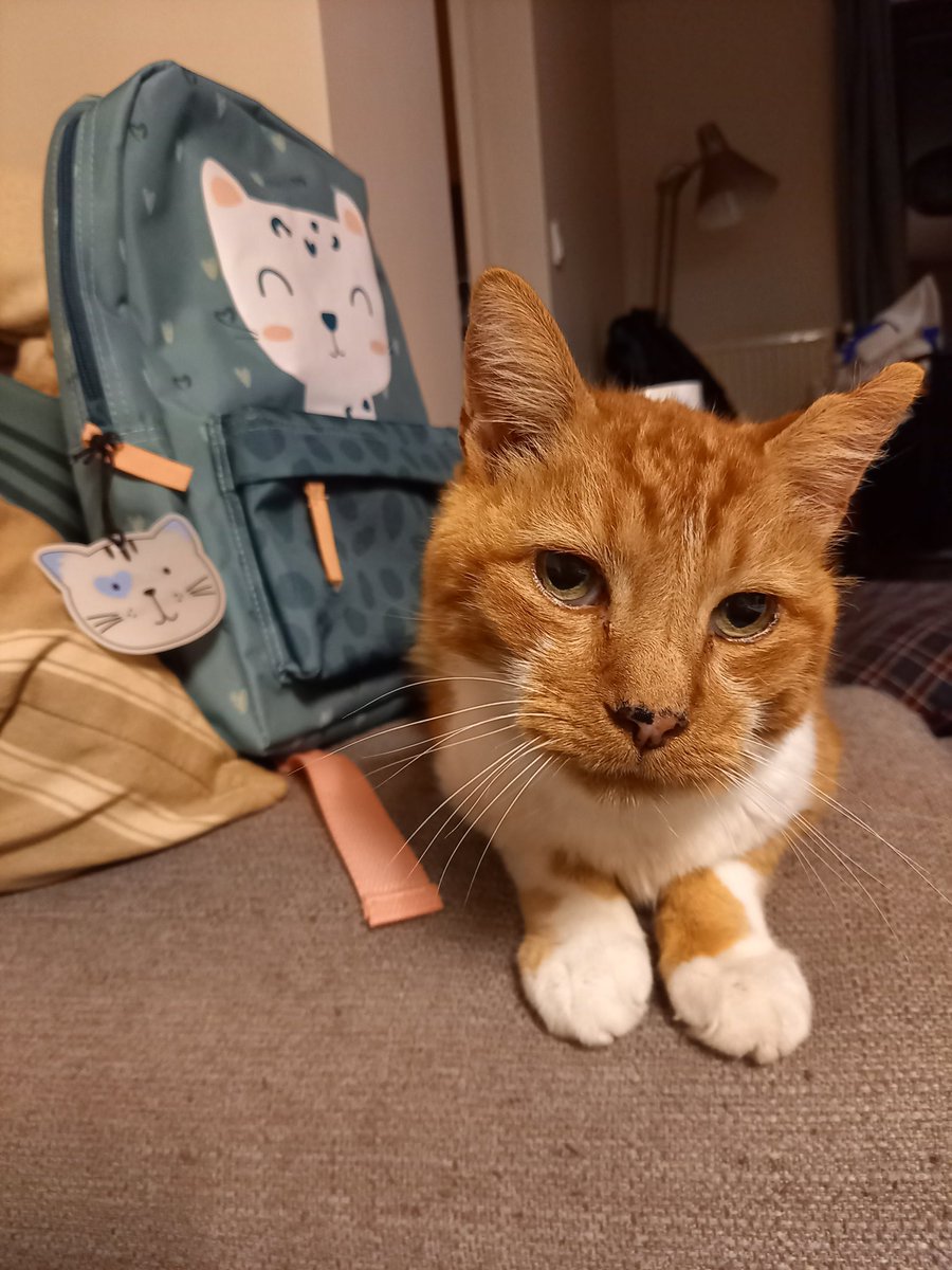 Demain mon pôtibébé ira pour la 1re fois à l'école, ça me donne un pôtit coup de vieux commême. 😿
(Vous remarquerez que j'ai orienté le choix des fournitures, hé hé 😸).