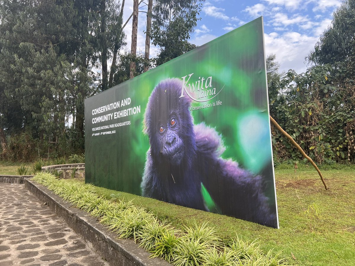 S2GTours's tweet image. Post Kwita Izina Treks in progress. 
If you missed gorilla naming ceremony an annual event, don’t miss gorilla or golden monkey trekking that’s all year round. 
.
.
.
.
#visitrwanda #gorillatracking  #rwandagorillatrekking #remarkablerwanda #travelrwanda #temberaurwanda