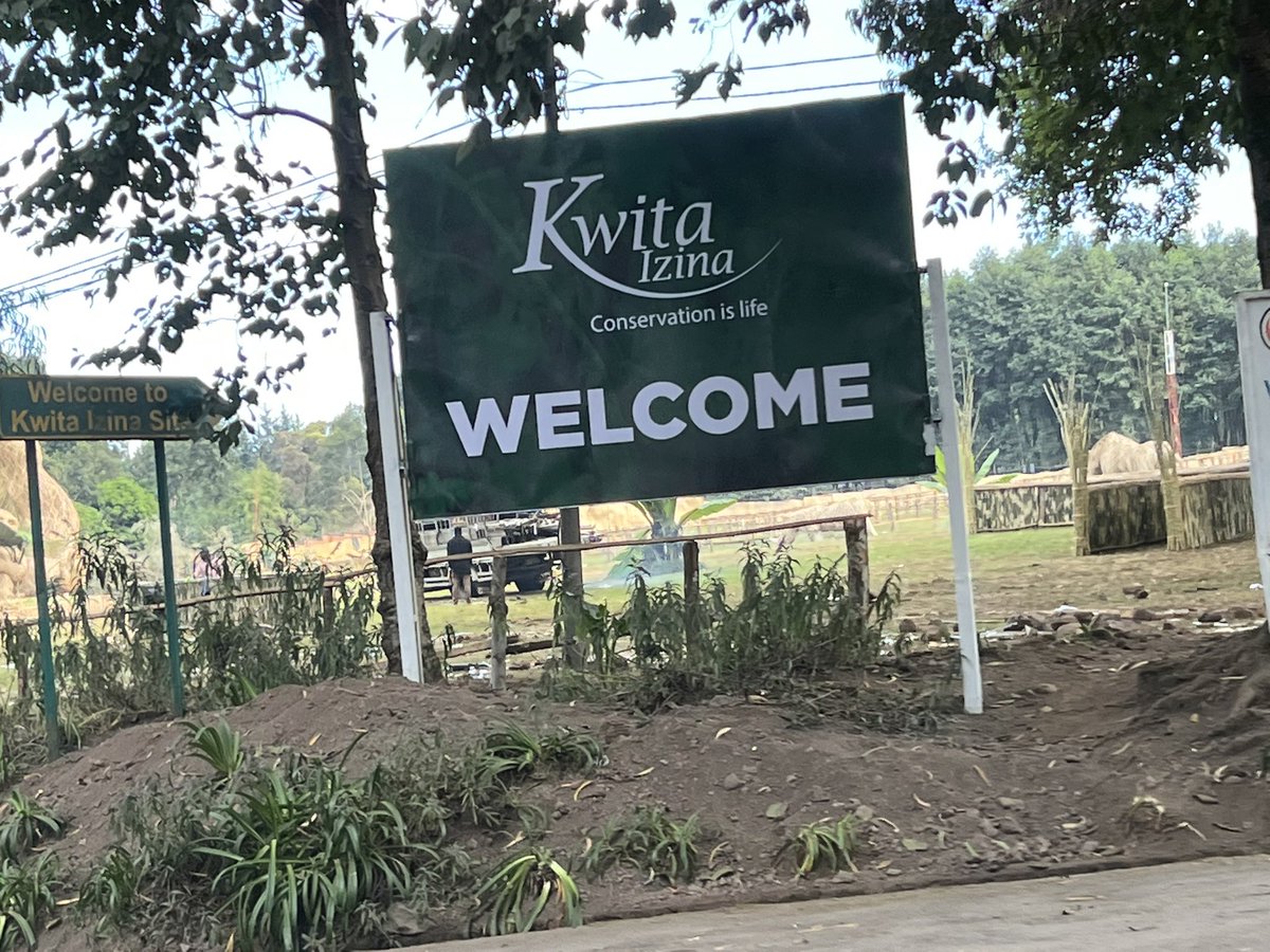 S2GTours's tweet image. Post Kwita Izina Treks in progress. 
If you missed gorilla naming ceremony an annual event, don’t miss gorilla or golden monkey trekking that’s all year round. 
.
.
.
.
#visitrwanda #gorillatracking  #rwandagorillatrekking #remarkablerwanda #travelrwanda #temberaurwanda