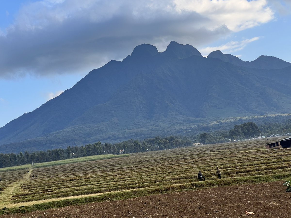 S2GTours's tweet image. Post Kwita Izina Treks in progress. 
If you missed gorilla naming ceremony an annual event, don’t miss gorilla or golden monkey trekking that’s all year round. 
.
.
.
.
#visitrwanda #gorillatracking  #rwandagorillatrekking #remarkablerwanda #travelrwanda #temberaurwanda