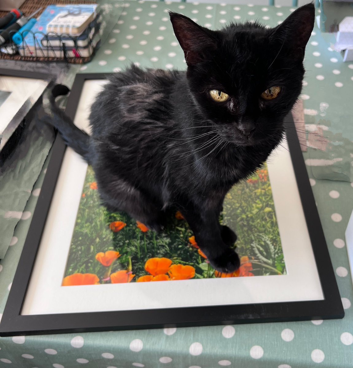 iSpyphotographs's tweet photo. Good news! Now every high quality, expensively printed and framed #iSpy print comes with a free vintage cat! She may not know art but she knows what she likes! ๐๐โโฌ๐ธ#BlackCatButton #SundayMorning #UKGiftHour #UKGIftAM #giftideas #shopindie https://t.co/9nLr7mbIXG