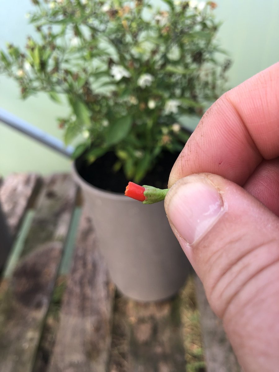 csb65's tweet photo. Grown from seed .. Demon Chillies 🌶️.. 
yes.. the name is correct ! 🤪😅
#chillies #demonchillies #tinydemons #pollytunnel https://t.co/TS1SJLHa5e