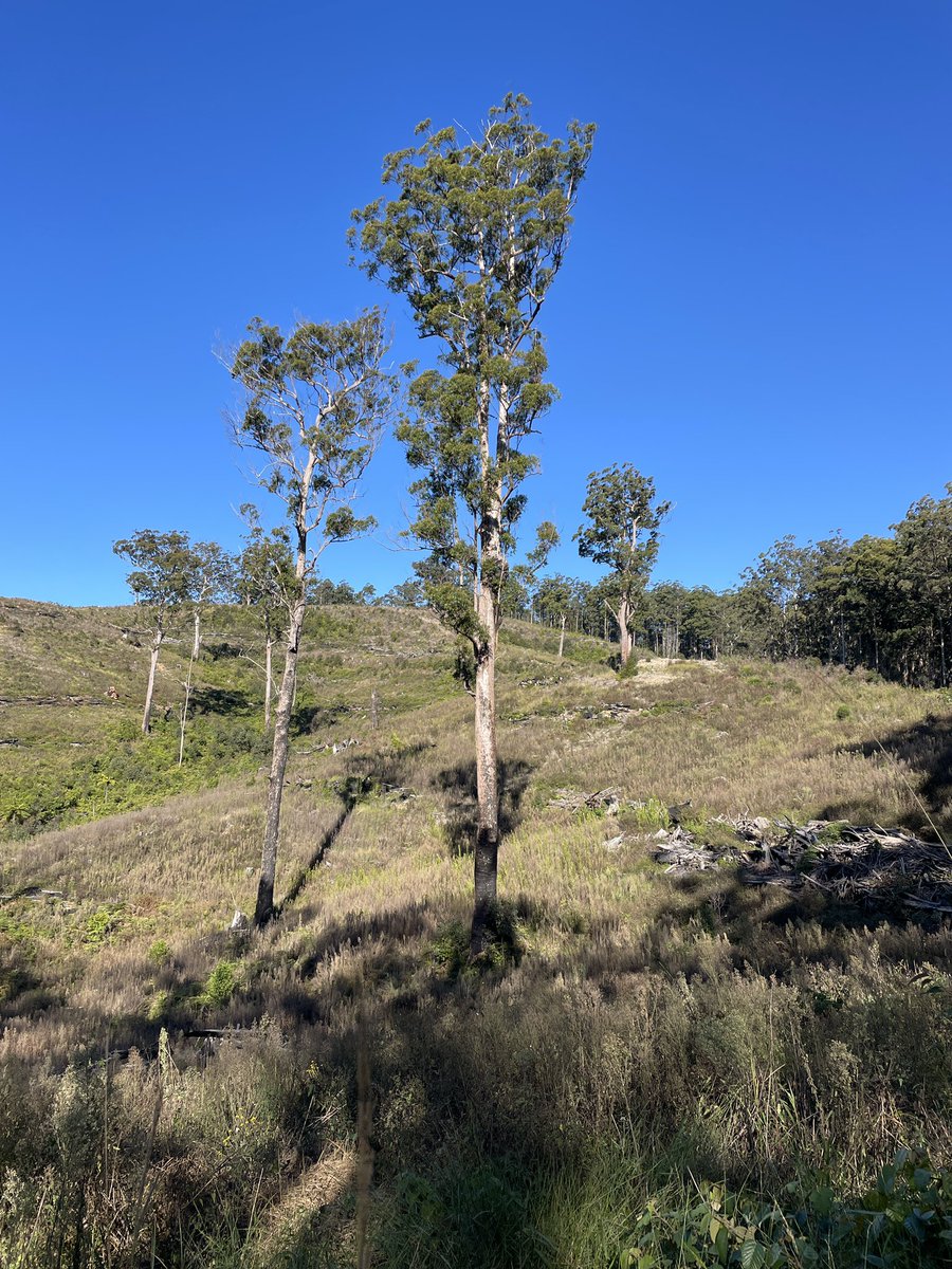 North East Forest Alliance (NEFA) tweet media