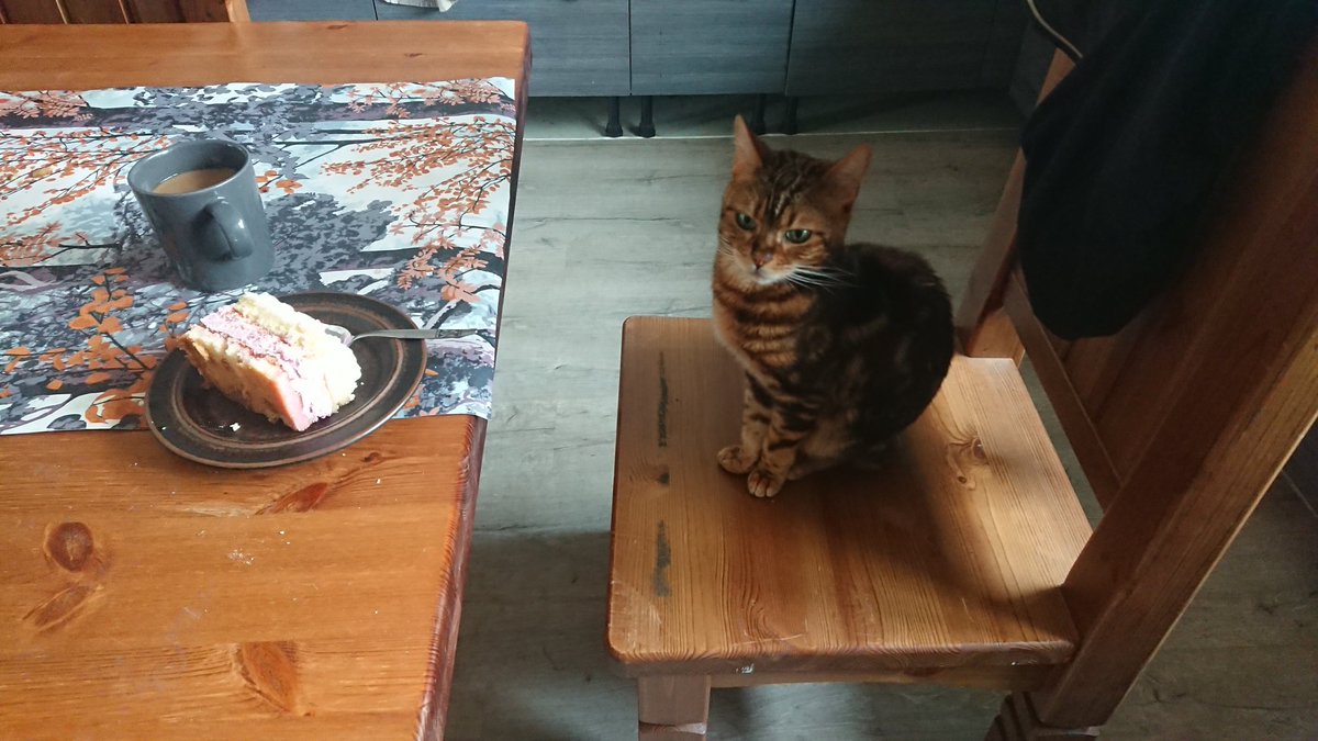 JLapinlampi's tweet photo. Mulla on, tai siis oli, kakkua aamukahvin kans. Nyt mulla on vaan kahvia. #vertti #bengalcat https://t.co/fLZJZFxJer