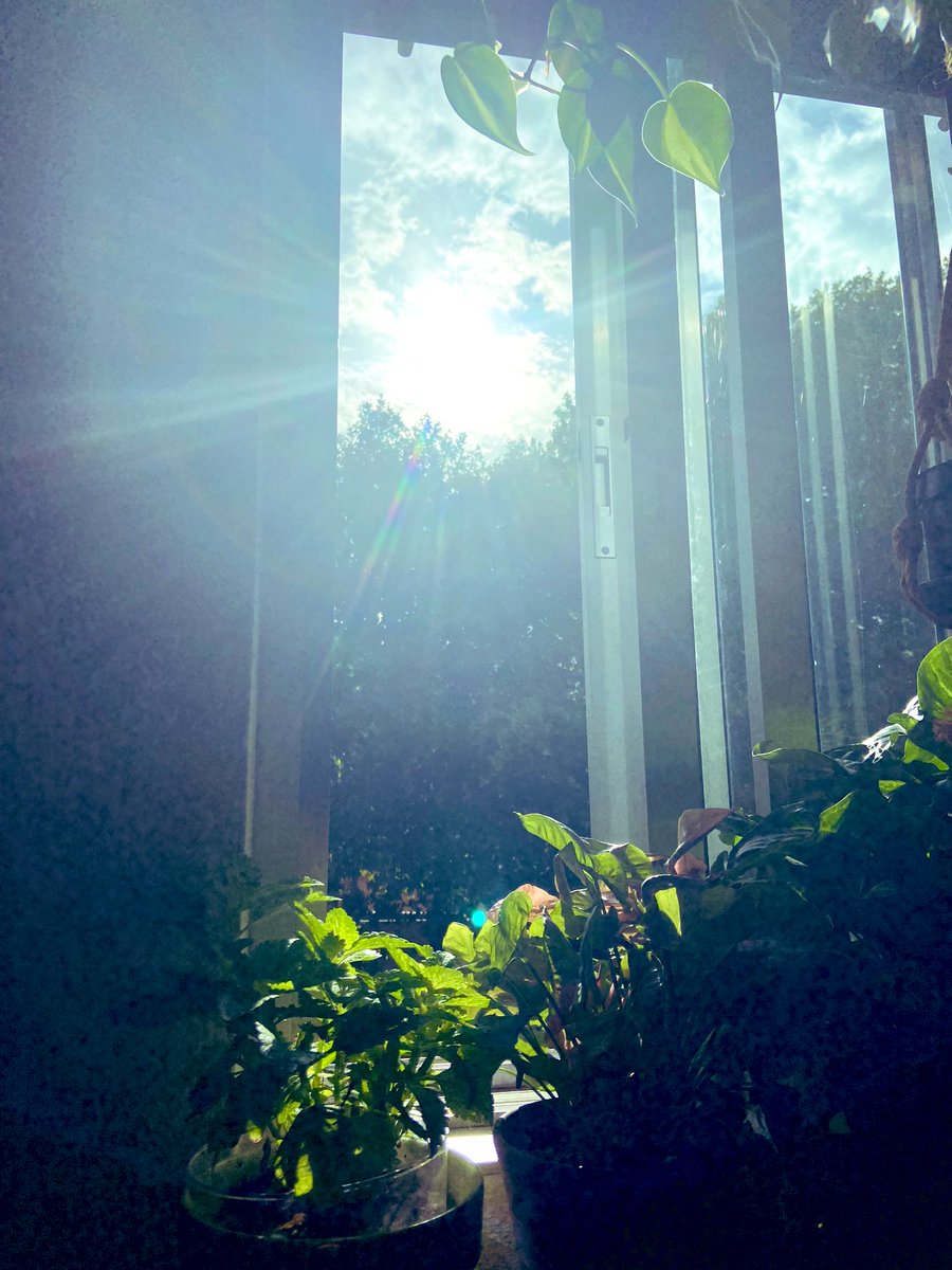 sororcane's tweet photo. Se habla mucho de descalcificar la pineal, pero se habla muy poco de LA FUNCIÓN MÁS IMPORTANTE QUE LA GLÁNDULA PINEAL HACE EN NUESTRO CUERPO
Si eres de esas personas que se pasan todo el invierno muy bajitas de energía y desanimadas, este es tu hilo ¡SIGUE LEYENDO!

Todo el mundo está muy preocupado en optimizar el sueño, optimizar la alimentación, optimizar el entrenamiento, pero parece que nada funciona. Cada día más cansados, cada día más desanimados y, sobre todo, cada día vamos perdiendo más y más la alegría de vivir y la ilusión por lo venidero. 

Entérate de la función principal que hace la glándula pineal en nuestro cuerpo, y entenderás mucho mejor qué es lo que está ocurriendo. Porque, si te fijas solo en la parte física , te vas a perder la parte de la información más importante y que no quieren que sepas: que la energía y otros planos sutiles existen. Y la pineal es la clave. 

Cada verano, el sol convierte, en la superficie de nuestra piel, el colesterol mal llamado “ malo “ en melanina (nos ponemos morenos) y esta en vitamina D. Si has leído hasta aquí, seguro que ya sabes lo importante que es la vitamina D y la exposición a la luz solar sin protectores. Pero colesterol, sol y melanina, se convierten gracias a la glándula pineal en algo más: una fuente de energía de la que poco te han hablado, porque no quieren que conozcas la verdad del funcionamiento de nuestro universo y de nuestro ser multidimensional.

La pineal fabrica gracias al colesterol y la melanina una especie de cestitas (sí, tiene un justamente esa forma, unas cestitas cerradas con agujeros ) que sirven de almacenaje para fotones de luz y que se guardan en nuestro cuerpo todo el año. Sí, las células, nuestro sistema nervioso y nuestro cerebro, también se alimentan de energía solar. Como te quedas. Estas cestitas recorren todo nuestro sistema nervioso acumulándose sobre todo en el centro, nuestro cerebro.

La energía que se produce de ella, se conoce como energía etérica y alimenta también nuestro cuerpo etérico, un cuerpo sutil, energéticamente muy apegado al cuerpo físico, y que es el que mantiene el cuerpo físico entero, con vida, con energía y con deseos de vivir. La luz del sol y la luz de la luna son el alimento de este cuerpo sutil, sin el que no podríamos estar vivos.

Cuando utilizas protectores solares, cuando no comes grasas animales, cuando no expones tu cuerpo al sol y al aire libre durante los meses de más luz, no acumulas fotones en estas cestitas fabricadas por la glándula pineal. Por lo que estás muy bajo de energía, estás muy bajo de ánimo y, sobre todo, tu cuerpo físico y tu cuerpo etérico no tienen energía para mantenerse suficientemente unidos. Vas perdiendo la salud. Vas perdiendo el ánimo. Vas envejeciendo aceleradamente. Si el cuerpo etérico al final se queda sin energía vital, se separa del cuerpo físico y morimos. La falta de sol nos mata.

El famoso Saludo al sol 🌞 es una técnica milenaria para que, a primera hora de la mañana, los rayos del sol entren a través del nervio óptico, directamente a la pineal, para activar nuestros ritmos circadianos y que nuestra glándula maestra pueda fabricar los contenedores de energía que nos mantienen fuertes, activos, optimistas y sobre todo centrados a Tierra y conectados con nuestros cuerpos sutiles.

A lo largo de todas las civilizaciones, el símbolo de la piña, la pineal, se ha utilizado para que los iniciados en las tradiciones esclavistas de los seres humanos se reconocieran entre ellos, porque ellos guardaban el secreto de cómo la pineal y el sol (el culto al sol), convertían al ser humano en un ser inter dimensional, y como robándonos la información sobre la pineal, el sol y sus rayos, nos convierten en seres 3D, atrapados en el plano físico ¡Por eso tapan el sol!

Cada mañana, sea invierno o sea verano, lo primero, abre ventana y expone tu rostro a la luz del sol. Activa tu pineal. Recupera tu libertad.

Guarda, like y comparte para ayudar a que llegue a quien lo necesite.