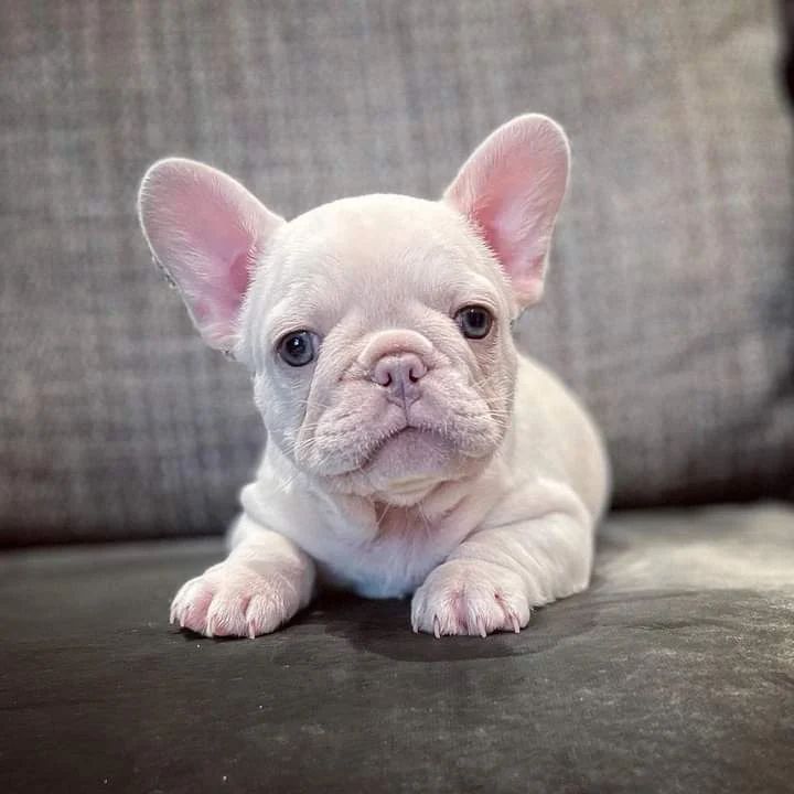 #frenchielove #frenchie #frenchbulldog #frenchiesofinstagram #frenchies #frenchielife #frenchiepuppy #frenchieoftheday #dogsofinstagram #frenchiesociety #frenchiegram #frenchbulldogsofinstagram #bulldog #puppy #dog #puppylove #frenchbulldogs #instafrenchie #dogs #bulldogfrances