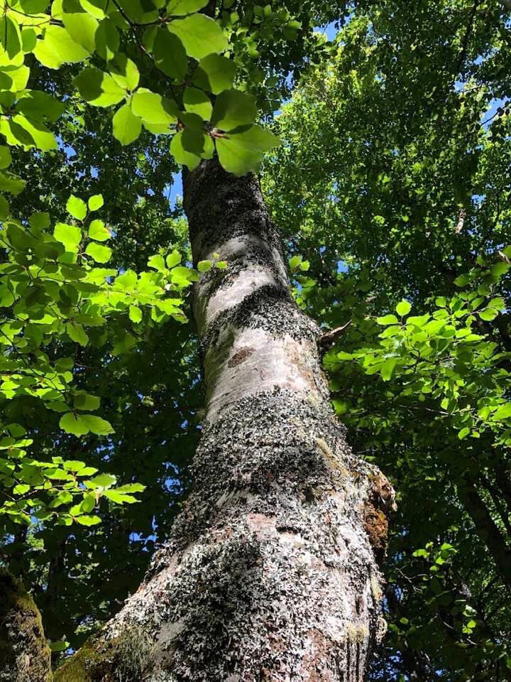 En el árbol desnudo,
alborotan los pájaros gritando;
son pobres, y no tienen 
más que su voz y su alegría,
y la derrochan.
Yo he recogido un poco de ésta
para los días más escasos.

José Jiménez Lozano, Pájaros
#bosqueprimarioradio3 #stopecocidio #renovablesasino