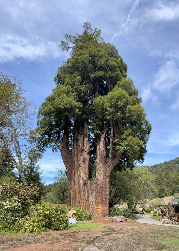 arboles_magicos's tweet photo. Esta secuoya gigante 🌳se llama árbol abuelo y tiene 1800 años. Mide 40 metros de alto y  23 metros de perímetro📐 y se encuentra en el norte de California. 💚🌿 https://t.co/HVUvgnf1KW