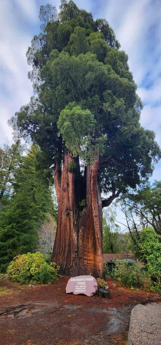 arboles_magicos's tweet photo. Esta secuoya gigante 🌳se llama árbol abuelo y tiene 1800 años. Mide 40 metros de alto y  23 metros de perímetro📐 y se encuentra en el norte de California. 💚🌿 https://t.co/HVUvgnf1KW