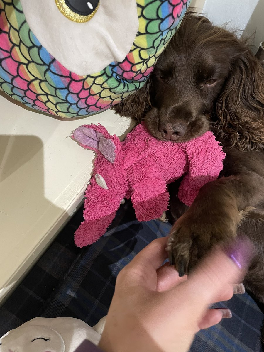 pinkpanda_23_'s tweet image. Someone’s as sleepy as me. I had a chunk of watermelon at my mates house last night and that was game over  for me 🥹 wish I’d of listened to the “have a day off” &amp;amp; ate the chocolate cake &amp;amp; biscuits instead now 😂 

#LowFodMap #endometriosis