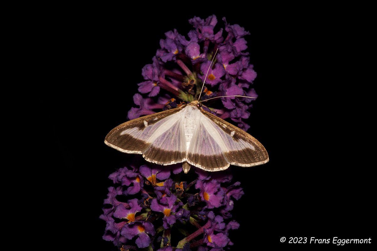 Frans_Eggermont's tweet photo. 2 x Buxusmot ... 2 x Box tree moth.
#waregem #boxtreemoth #buxusmoth
@Britnatureguide @Nachtvlinders https://t.co/3idJUEPbs2