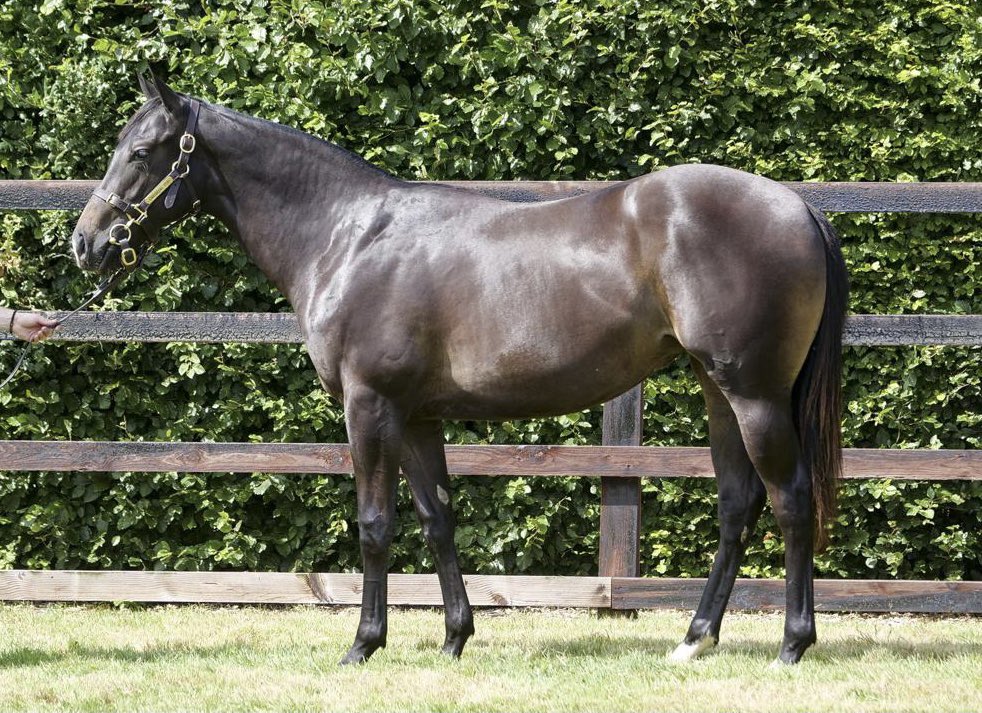 Carisbrooke Stud tweet media