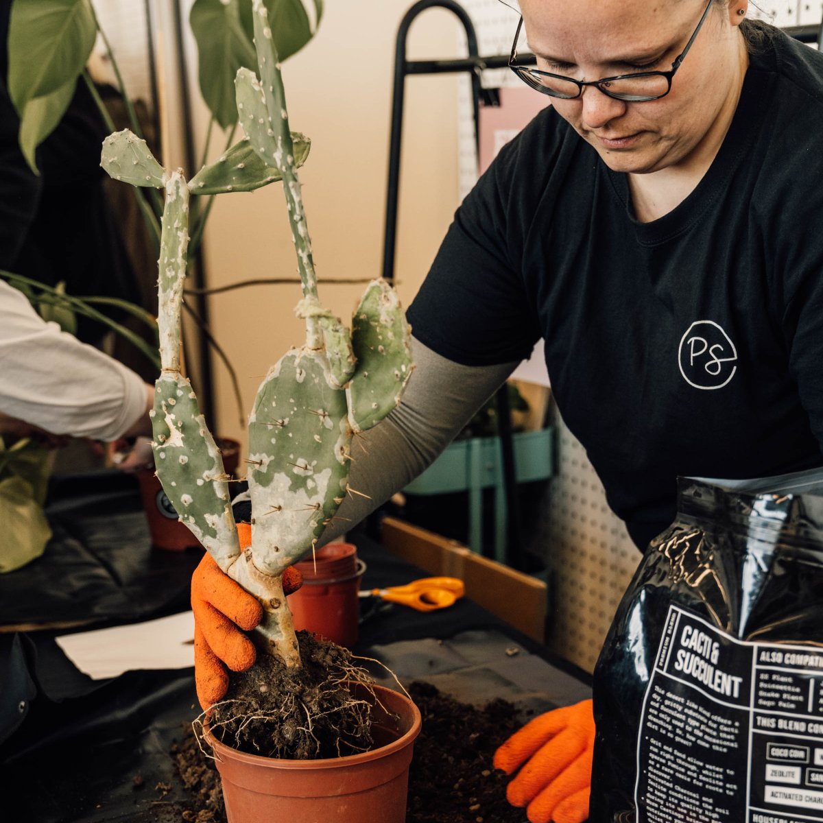 Need help repotting a cactus? Not sure how to repot a delicate plant? Bring a plant to be repotted for free by the pros Sat 14th Oct at green rooms market, Turner Contemporary, Margate
Book a slot via shopgreenrooms.com/events
#plantcare #greenroomsmarket
