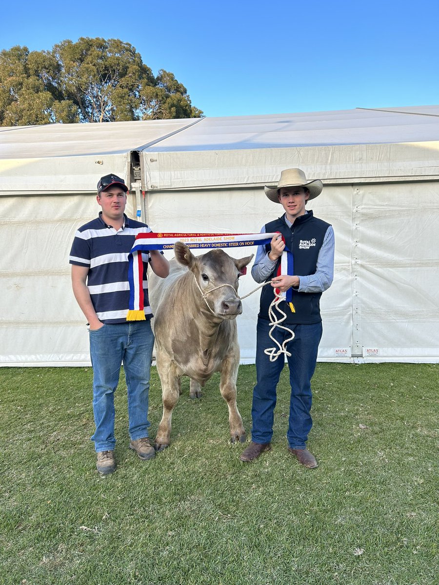 Bull Oak Well Angus tweet media