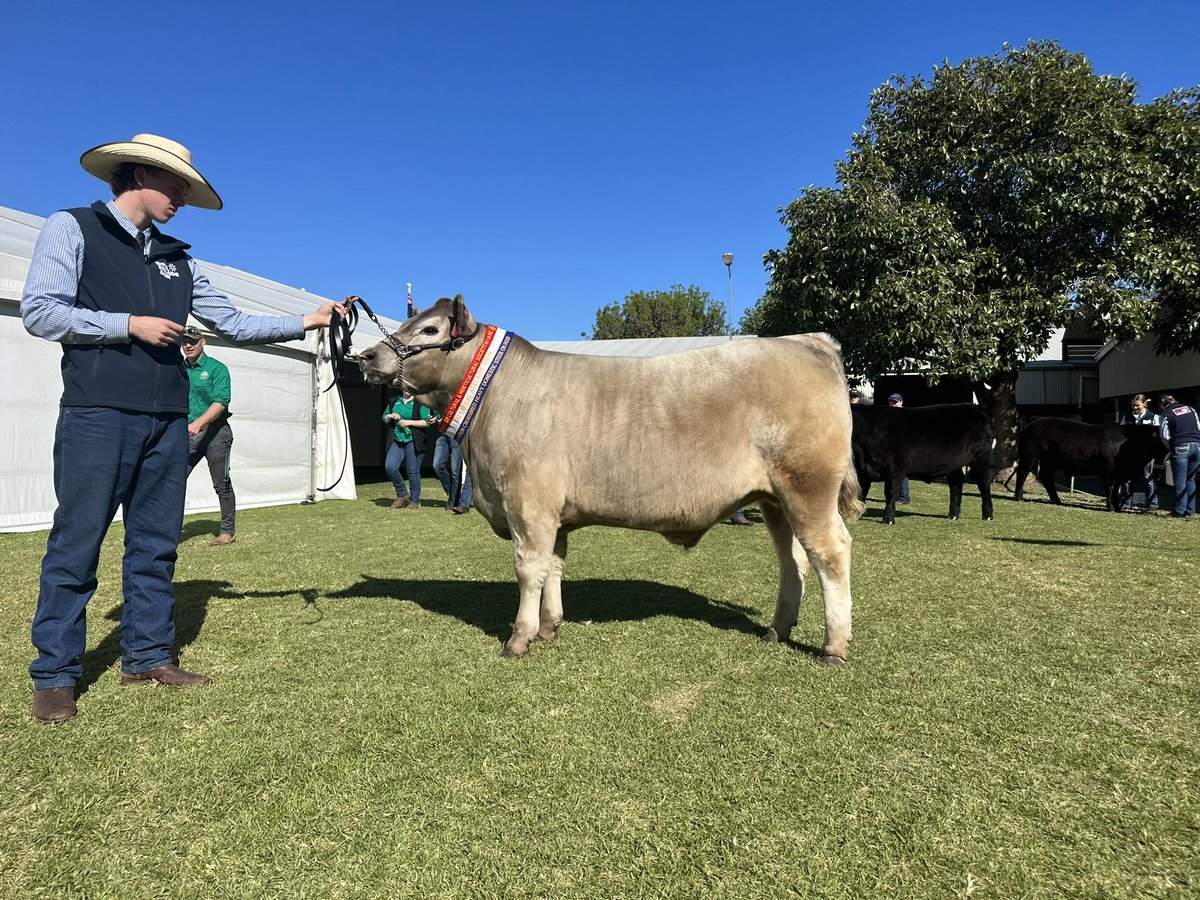 Bull Oak Well Angus tweet media