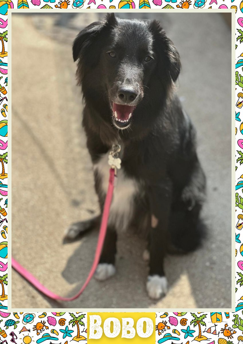 OakwoodRescue's tweet photo. Bobo would like you to retweet him so the people who are searching for their perfect match might just find him 💚🙏 https://t.co/75eERcMX47 
#teamzay #dogsoftwitter #rescue #rehomehour #adoptdontshop #k9hour #rescuedog #adoptable #dog https://t.co/1ESS2b1jPc