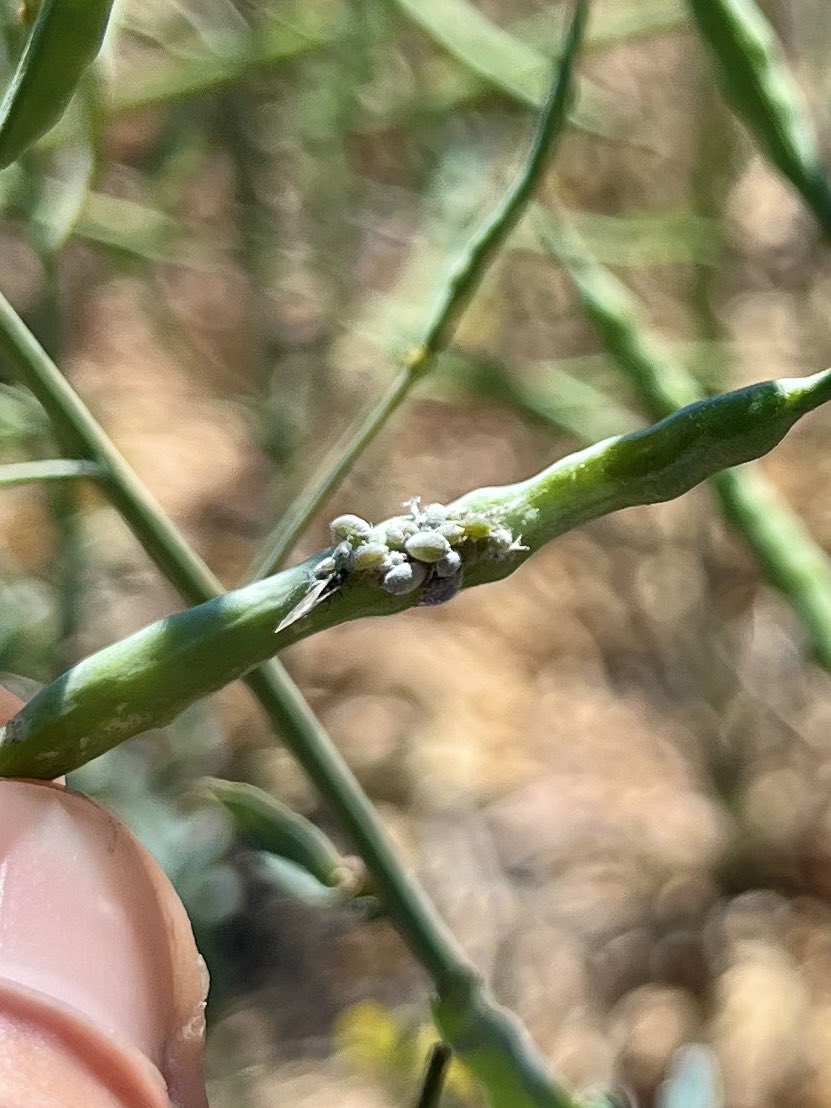 kidtsunami_'s tweet photo. Lady beetles and wasps return to devour the aphids! It’s fascinating zooming in on their tiny little worlds https://t.co/a5YZ4v3DLv