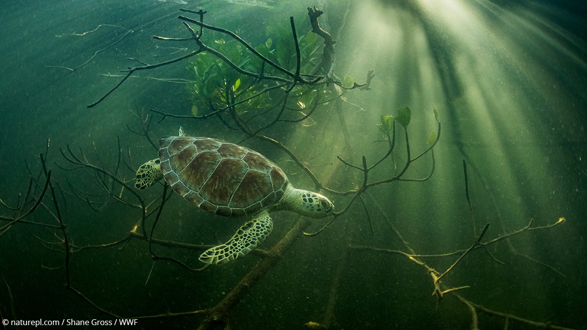 The magic of underwater photography.  

This incredible green sea turtle was captured in the Bahamas by @shanegrossphoto. 📷