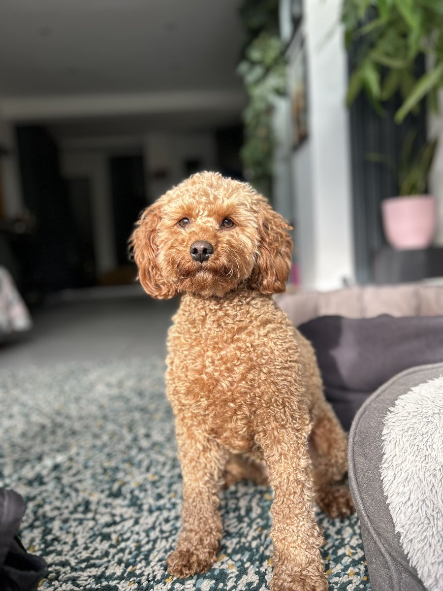 ryanjc1980's tweet image. Met @DanniiMinogue yesterday and in the rush of it all forgot to tell her that we’d named our second child after her 😍🦁 #dannii #danniiminogue