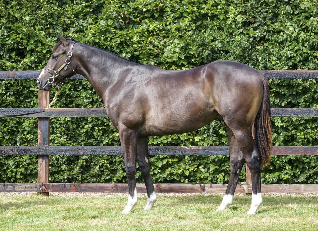 Carisbrooke Stud tweet media