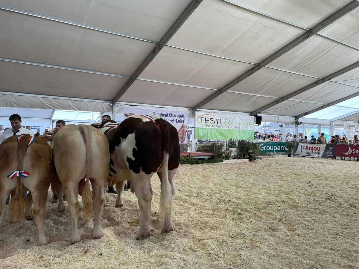 Vite, direction le grand ring pour le défilé des animaux primés !