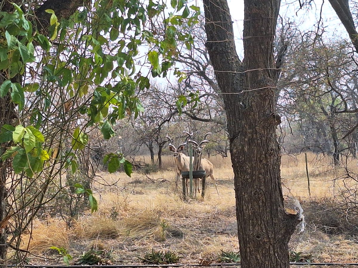 RiaanBezuiden11's tweet image. Pragtig!
#Ellisras
@shilohmari