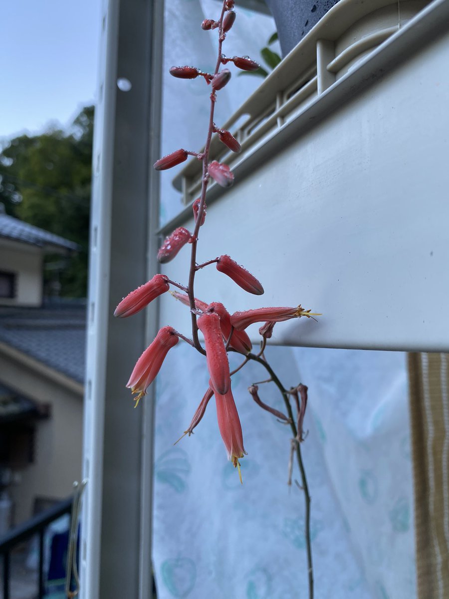 tribe_primitive's tweet photo. アロエの花って好きやな^_^ https://t.co/G61k4dYE8m