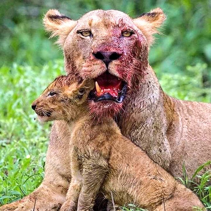 Valorize sua mãe, ela é única que daria a vida pela sua! 👑