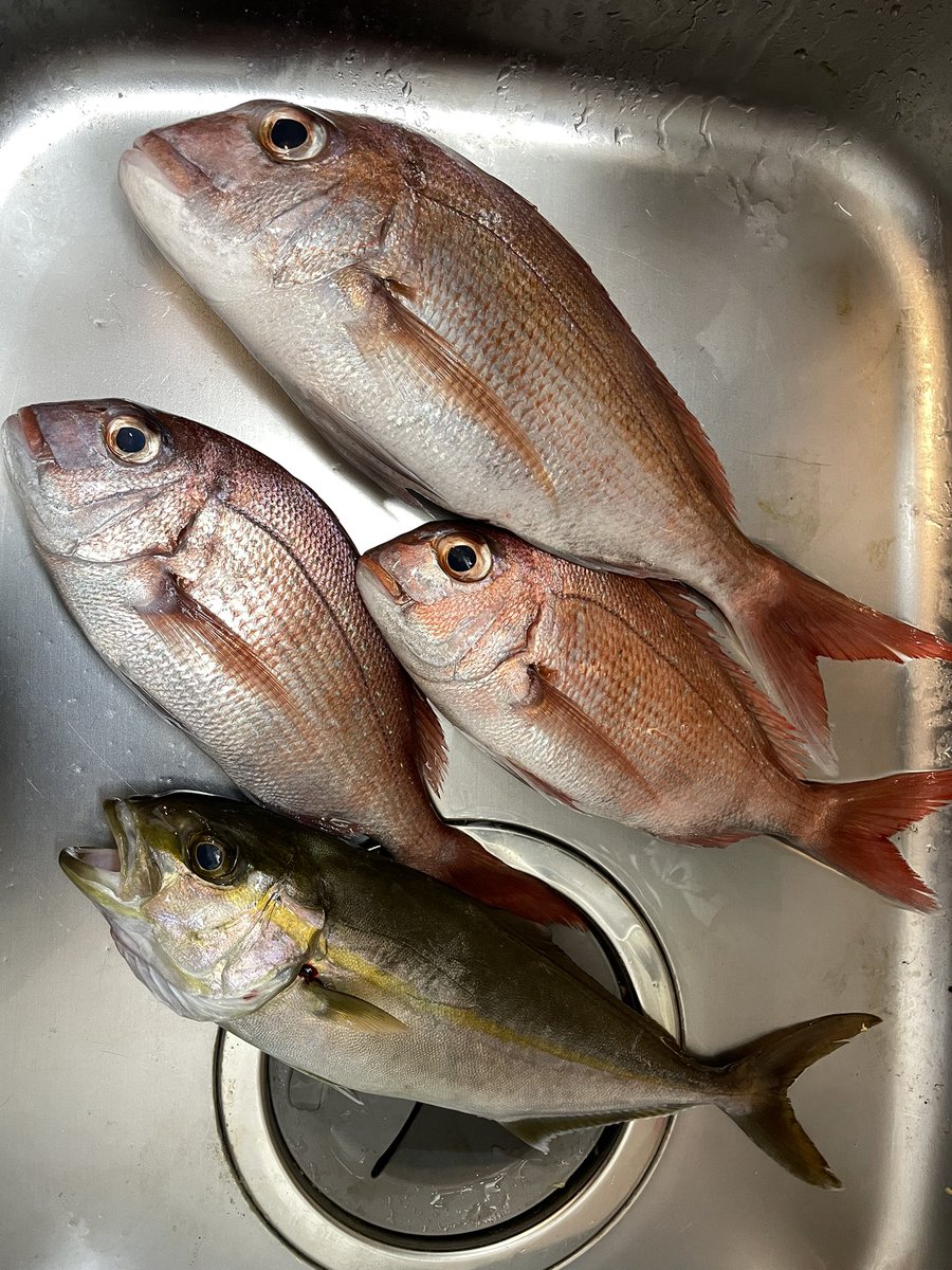 釣具屋で偶然あったえらい人の船のしてもらいました
船ほしい