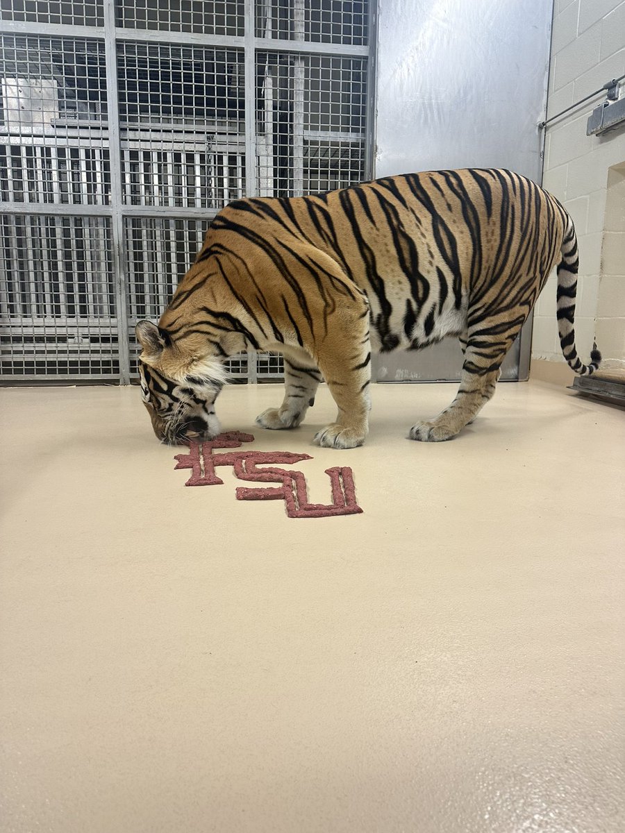 MikeTheTiger's tweet photo. Who’s ready for some @LSUfootball ? Geaux Tigers! https://t.co/o0zmXzN7E8