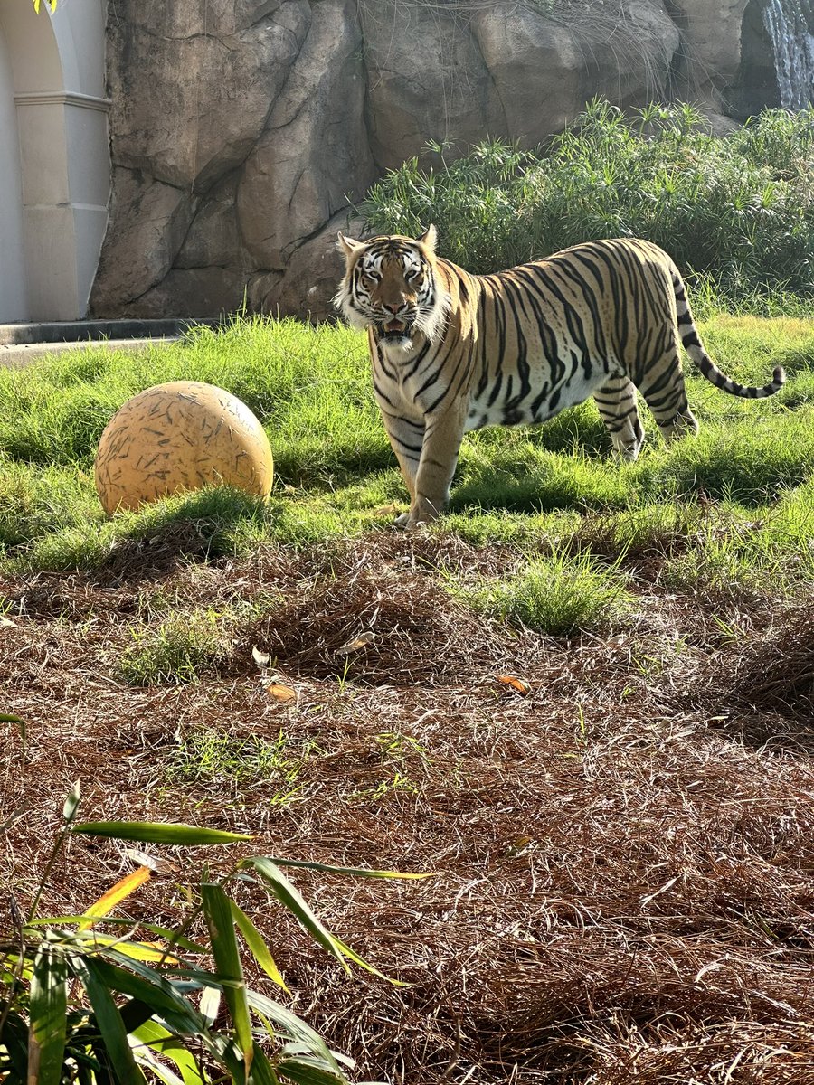 MikeTheTiger's tweet photo. Who’s ready for some @LSUfootball ? Geaux Tigers! https://t.co/o0zmXzN7E8
