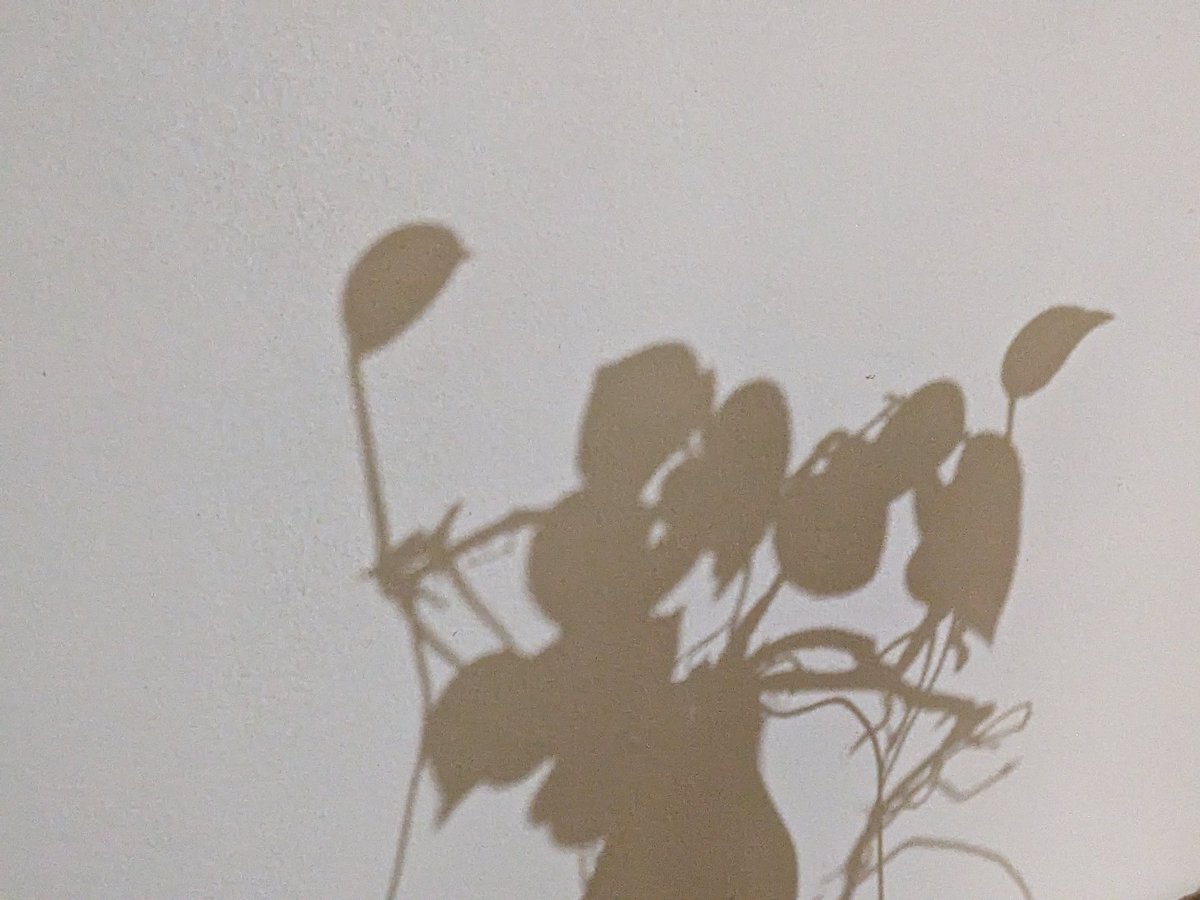AyeshanMan's tweet photo. #PhotoADay #PhotoOfTheDay #Photography #GooglePixel5A #MobilePhotography
Day 364
Shadows https://t.co/b5y1J7pu0y