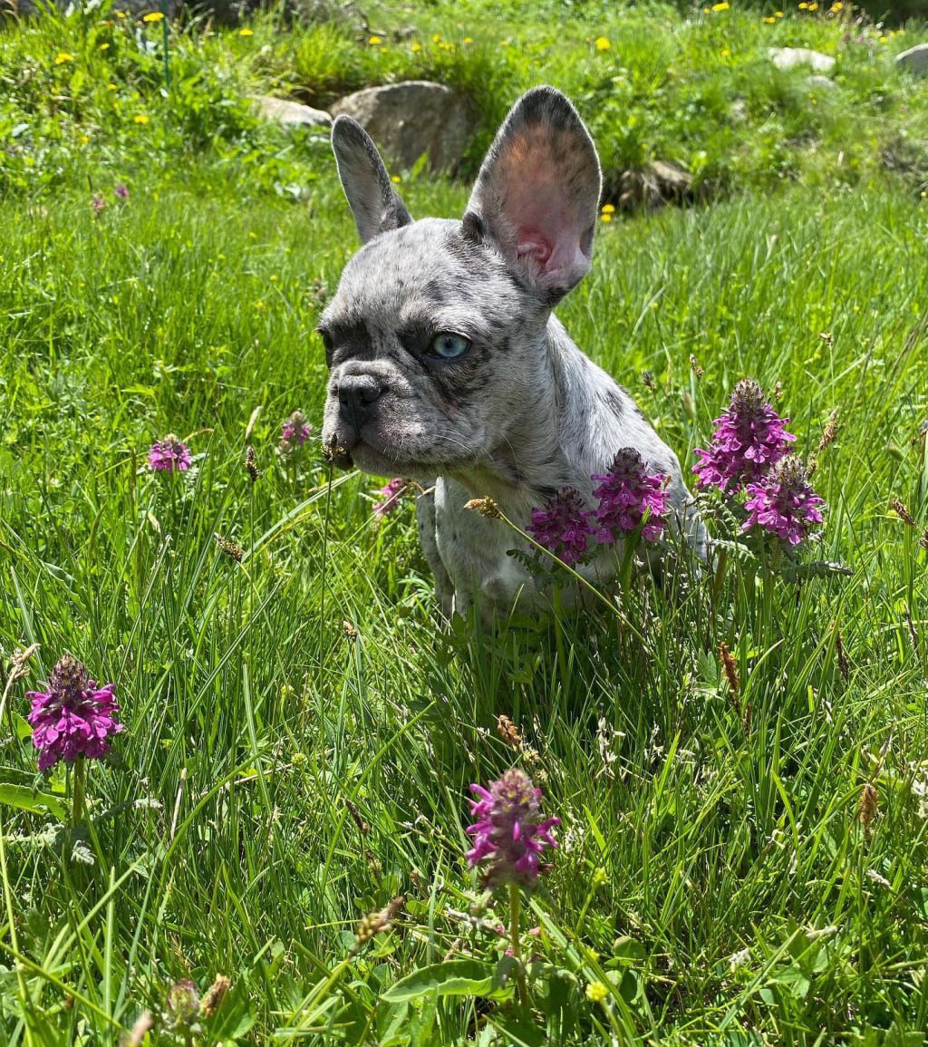 selenamiaww's tweet photo. The air is filled with the smell of flowers, and the morning is perfect for walking the dog. One morning on Sunday, I took the dog for a walk!😁😁 #Tesla $Tesla https://t.co/pN5zB5NjjN