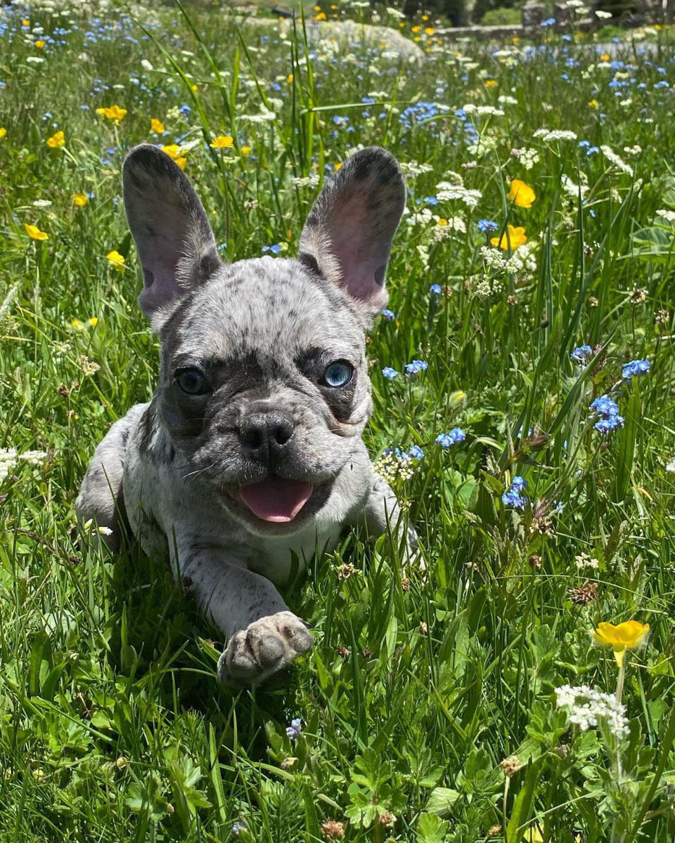 selenamiaww's tweet photo. The air is filled with the smell of flowers, and the morning is perfect for walking the dog. One morning on Sunday, I took the dog for a walk!😁😁 #Tesla $Tesla https://t.co/pN5zB5NjjN