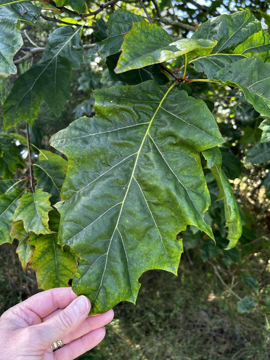 Can someone please ID this for me? I presume it is a type of oak ?? ⁦@keeper_of_books⁩ ⁦@mathilebrandts⁩ ⁦@OaksofSweden⁩ ⁦@TheKentAcorn⁩